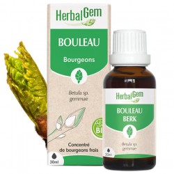 GEMMOBASE Bouleau