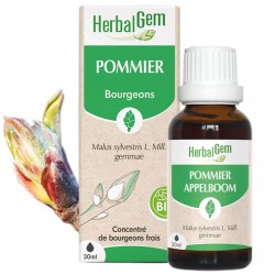 GEMMOBASE Pommier